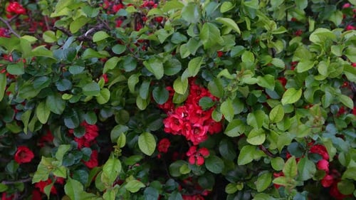 Red Flowering Quince Blooming in a Peaceful Green Corner of the City During Early Spring