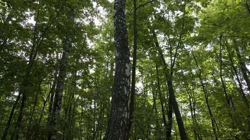 Looking over a tree trunk in a green forest