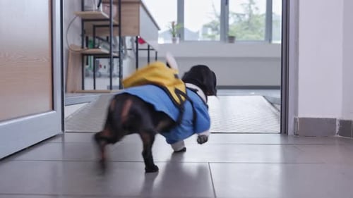 Dachshund Walking Indoors Wearing Outfit and Backpack