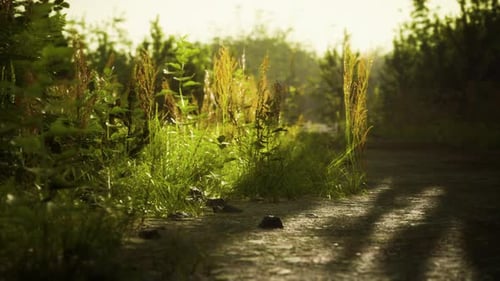 Ground Dirty Road Through Fields