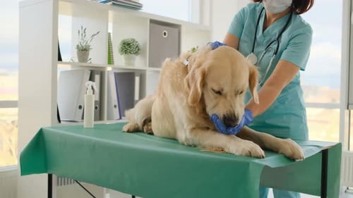 Golden Retriever Dog in Veterinary Clinic