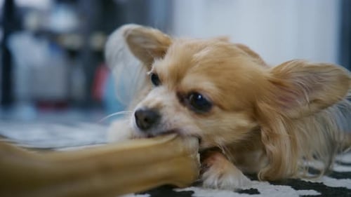 Small Chihuahua Dog Chewing on Bone Indoors