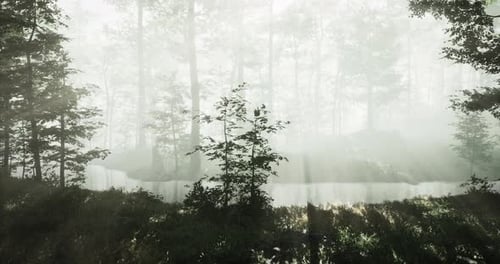 Misty Forest Landscape with Sunlight Filtering Through the Trees