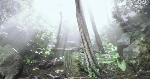 Sunlight Filtering Through Trees in a Serene Forest Landscape