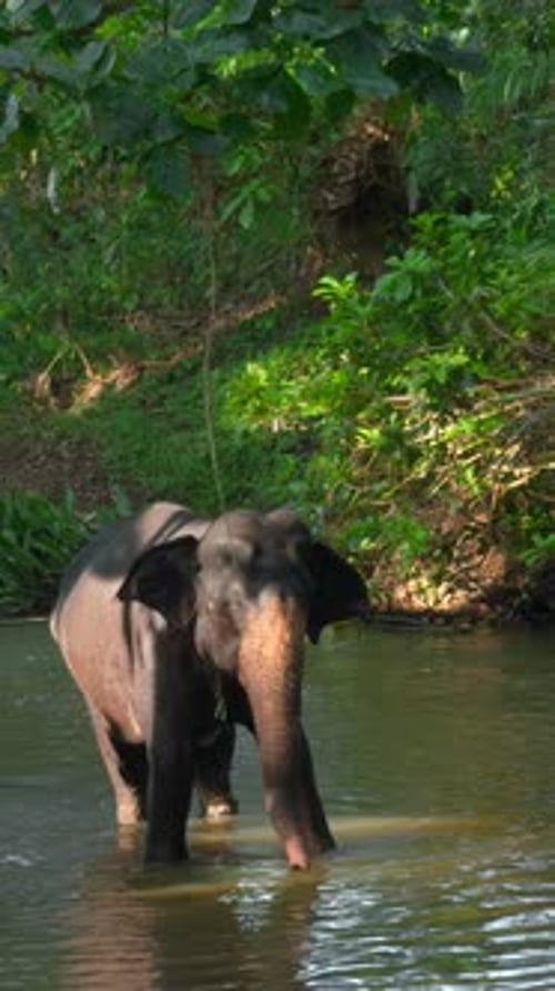 Little Elephant in River Action Baby Elephant is Playing in River in Jungle Little Elephant is