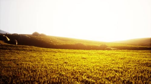 High Mountain Summer Landscape and Meadow with Huge Stones Among the Grass