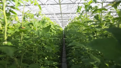 Tomato Plants Growing in Greenhouse Row