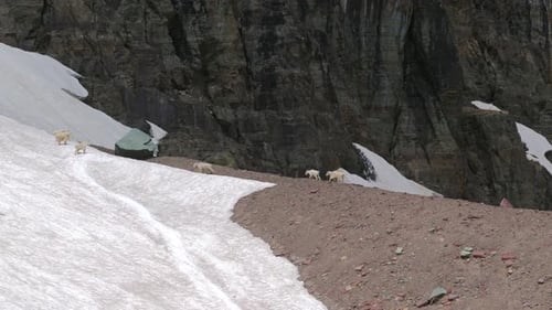 Bergziegen, die das raue felsige alpine Gelände mit Anmut erkunden und Abenteuer erleben