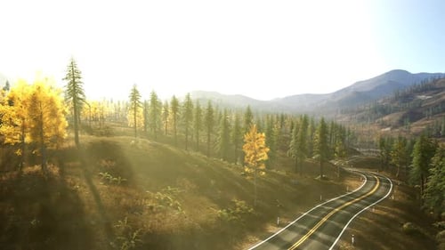 Scenic Autumn Road Winding Through Vibrant Forest in Bright Daylight