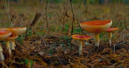 Mushrooms with Red Caps Grow in a Forest Clearing Lifethreatening Mushrooms