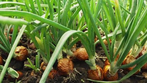 Onion Bulbs in Soil Plantation in Country Garden Growing Vegetables Red and Gold Onions Beginning of