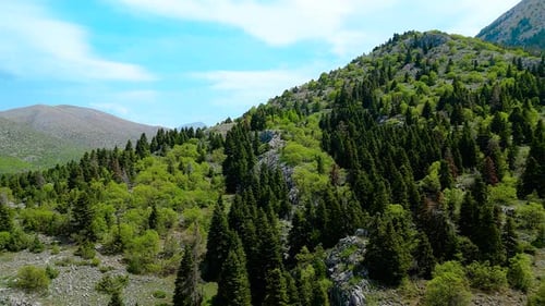 Herrliche Pinienwälder, Berglandschaften