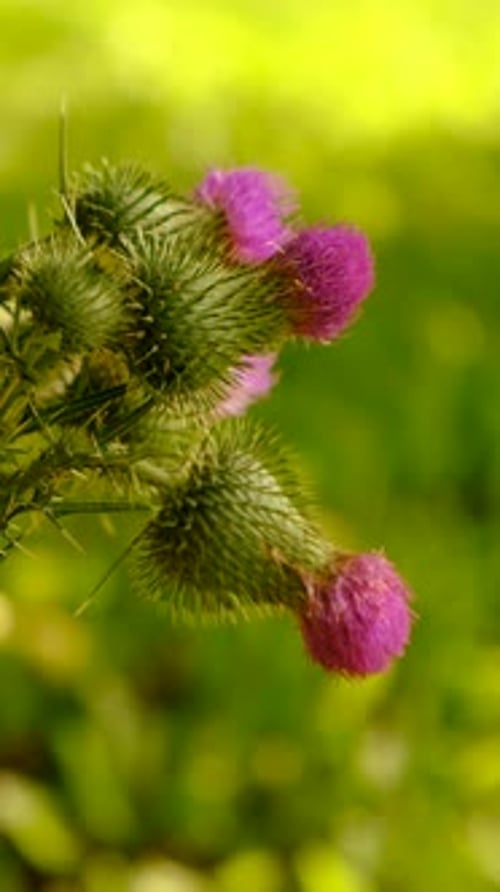 Milk Thistle Supplements in Nature Selective Focus