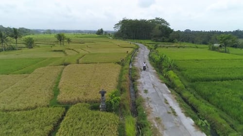 Aerial view of Female riding scooter through rice fields in Bali, Indonesia