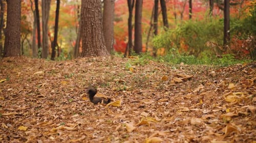 Squirrel Foraging Amongst Autumn Leaves in Colorful Forest