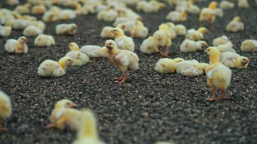 Cute chickens lying on sunflower seeds. Little broilers fattening on the poultry farm.