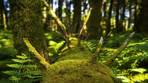 Timelapse of light entering coniferous forest and casting shadows during springtime on sunny day in