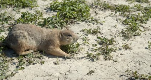 Close-Up Wildlife , Prairie Dog in Dirt,