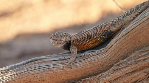 Male Spiny Lizard doing push ups on tree in the desert