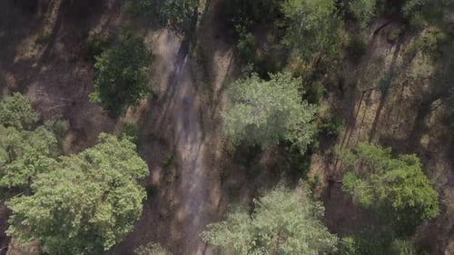 Drone shot of natural path through forest from above.
