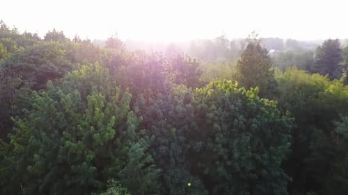 Aerial of a forest during a sunset.