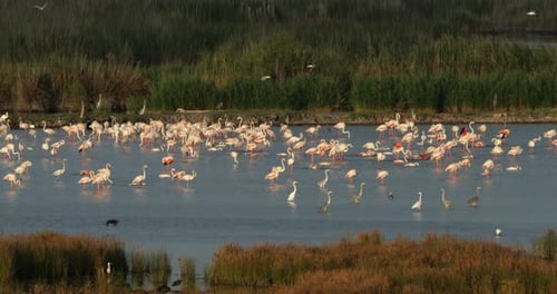 Wildlife ine the Camargue, Southern France, France