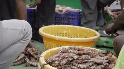 Fresh Catch - Handling Seafood at a Fish Market