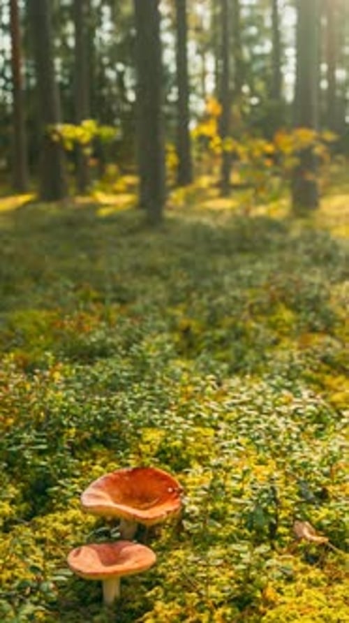 Belarus Europe Time Lapse Mushroom