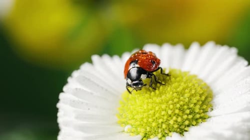 Ladybug Resting on a Daisy Flower in Spring
