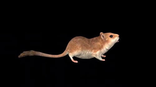 Animated Gerbil Standing Still with Tail Wagging