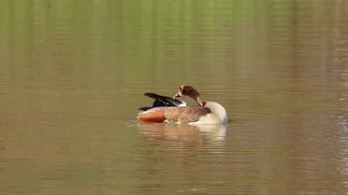 Egyptian Goose Preening In Water