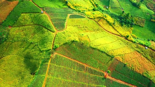 Aerial View of Green Terraced Fields