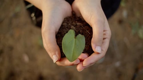 Hands holding plant, caring for planet earth concept, top view, close up