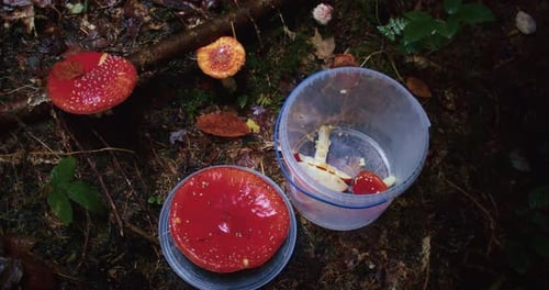 Collecting Wild Mushrooms in Forest with Safety Gloves