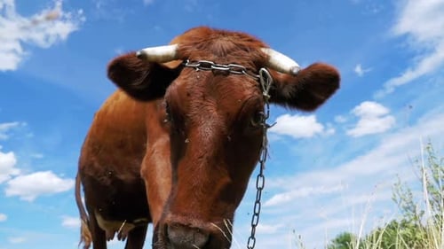 Gray Cow Grazing on Meadow on Sky Background Slow Motion