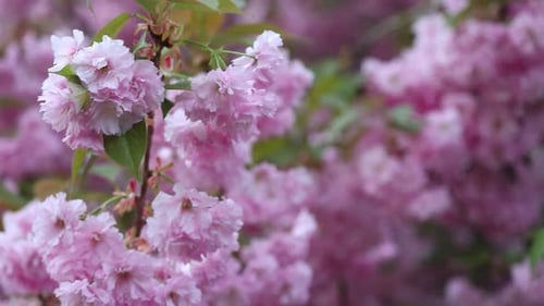 Sakura Cherry Tree Flowers On A Wind