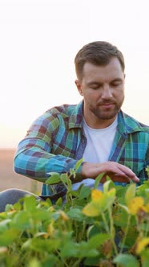 Agronomist Examining Soybean Crops Using Tablet