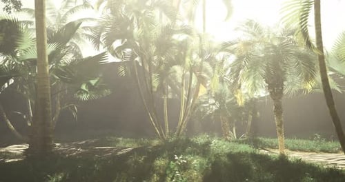 Lush Tropical Forest Bathed in Soft Sunlight Filters Through Tall Palm Trees