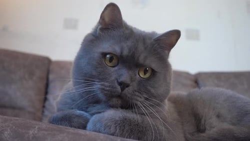 Gato escocés con ojos expresivos