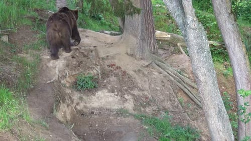 Brown bear (Ursus arctos) in the forest
