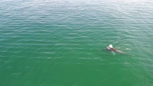 Aerial view of a mother and baby humpback whale swimming in calm blue ocean water, humpback whale s