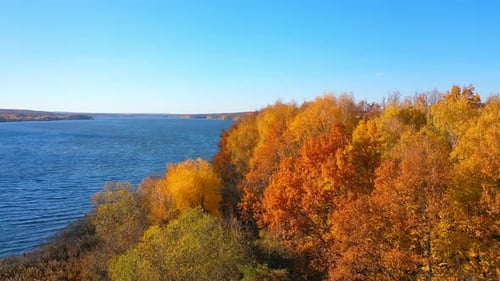Amazing golden trees near blue lake. Beautiful autumn scenery under clear sky