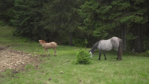Dappled Gray Horse and Foal Feeding Off Grass at Highland Pasture