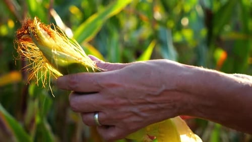 Close Up to Female Hands of a Farmer Peeling Ripe Cob of Corn at Green Meadow Adult Arms of