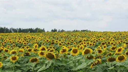 Schönes landwirtschaftliches Sonnenblumenfeld Industrielle Landwirtschaft Feld blühender Sonnenblumenernte