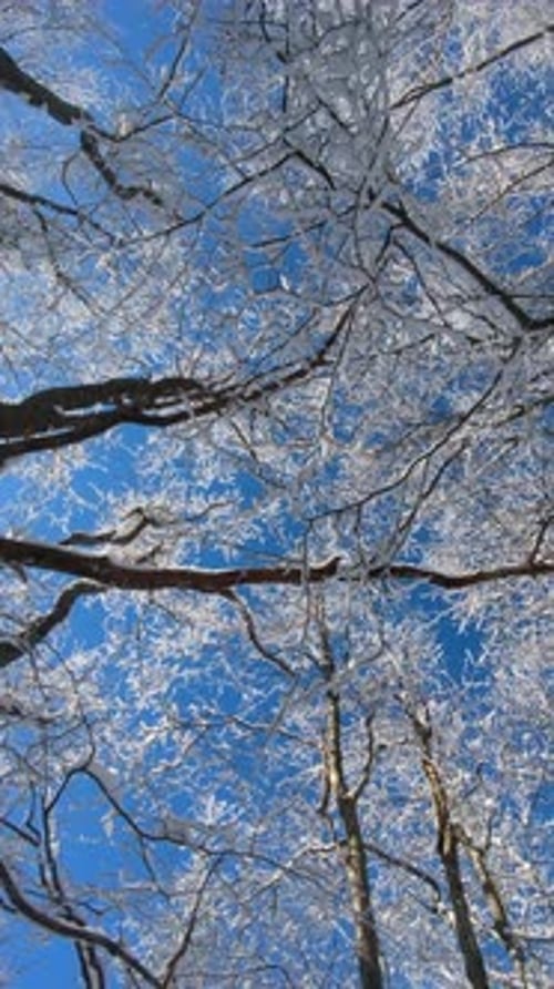 Low Angle View of Snow Covered Beech Tree Crowns Against Clear Blue Sky in Winter Forest