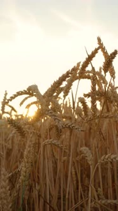 Wheat Field Ears Swaying on Gentle Wind at Blue Sky Background Golden Ears are Slowly Swaying in