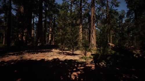 Park's Trees Standing Proud in the Evening Light Dark Forest