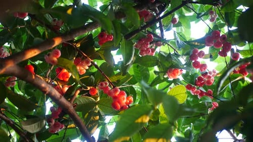 fruit in the forest