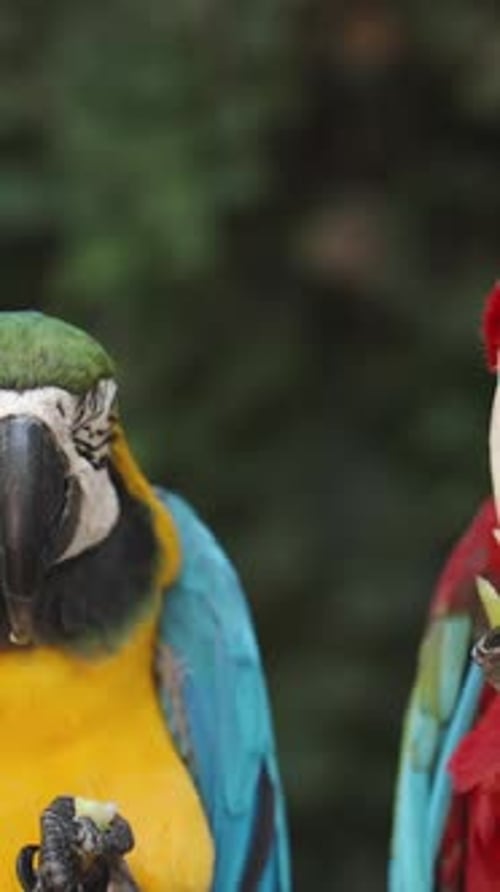 Vidéo verticale. Les perroquets ara rouges et jaunes sont assis dans la forêt et mangent des fruits verts
.